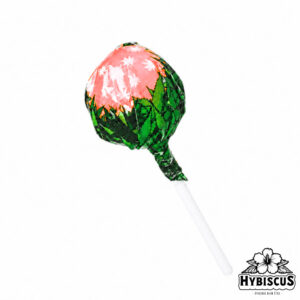 Sucette Bubble gum x Strawberry Haze